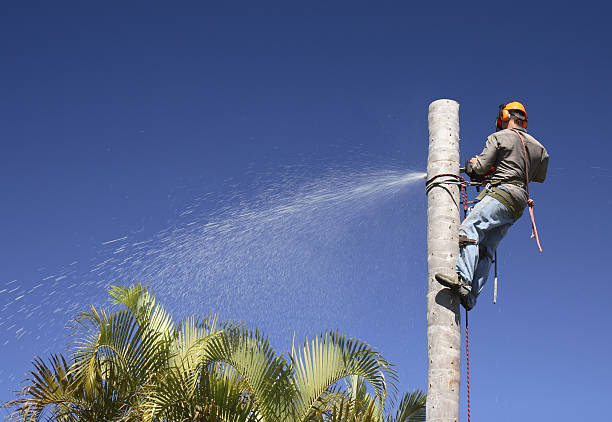 Best Tree and Shrub Care  in Mokuleia, HI