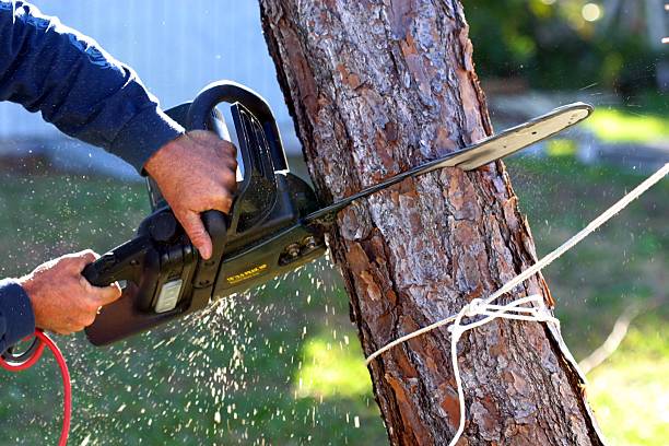 Best Tree Cabling and Bracing  in Mokuleia, HI