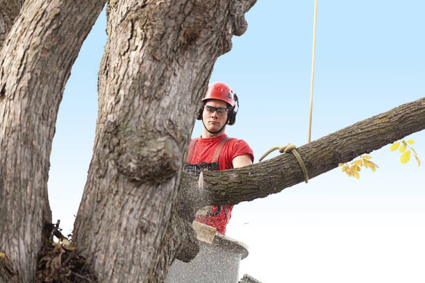 Best Storm Damage Tree Cleanup  in Mokuleia, HI