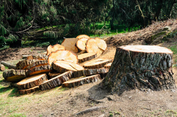 How Our Tree Care Process Works  in  Mokuleia, HI